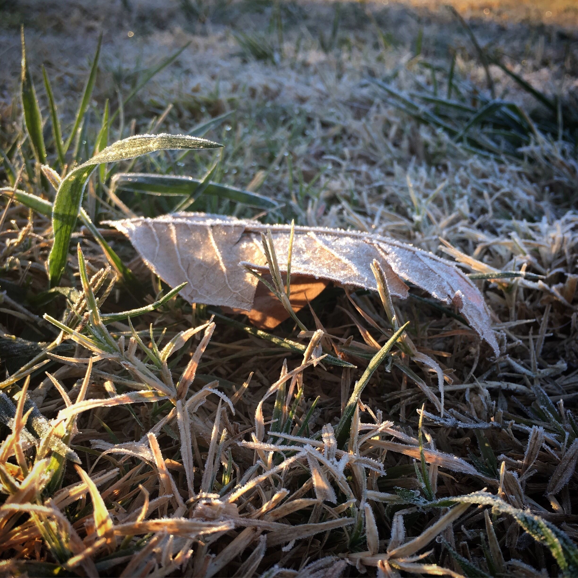 It was freezing this morning, but it was a fun run with the friends.
