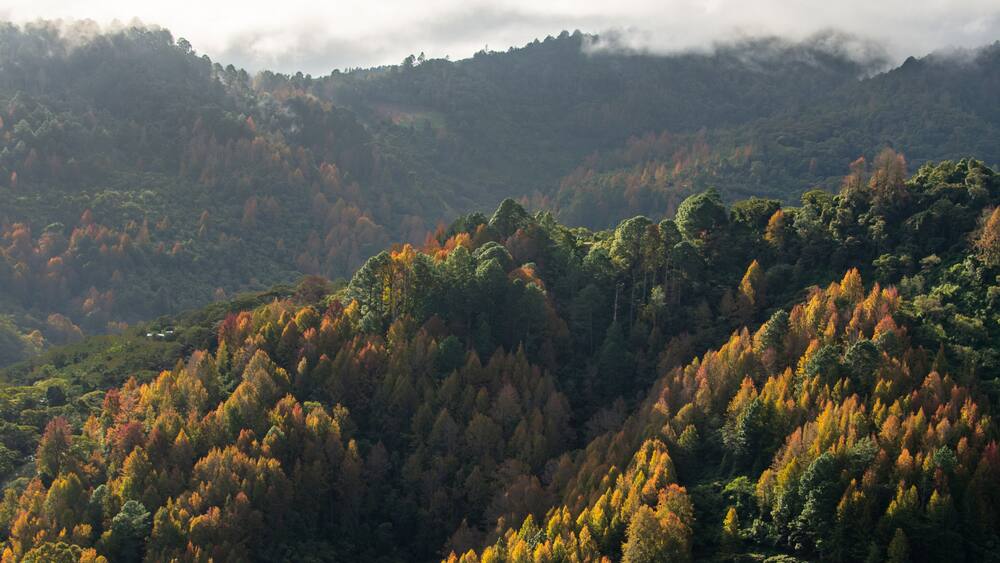Paisaje de amanecer en Parque Nacional La Tigra, Tegucigalpa, Honduras. Con Liquidambar y pinos.