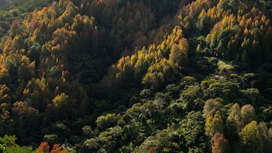 Paisaje de amanecer en Parque Nacional La Tigra, Tegucigalpa, Honduras. Con Liquidambar y pinos.