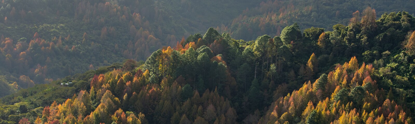 Paisaje de amanecer en Parque Nacional La Tigra, Tegucigalpa, Honduras. Con Liquidambar y pinos.