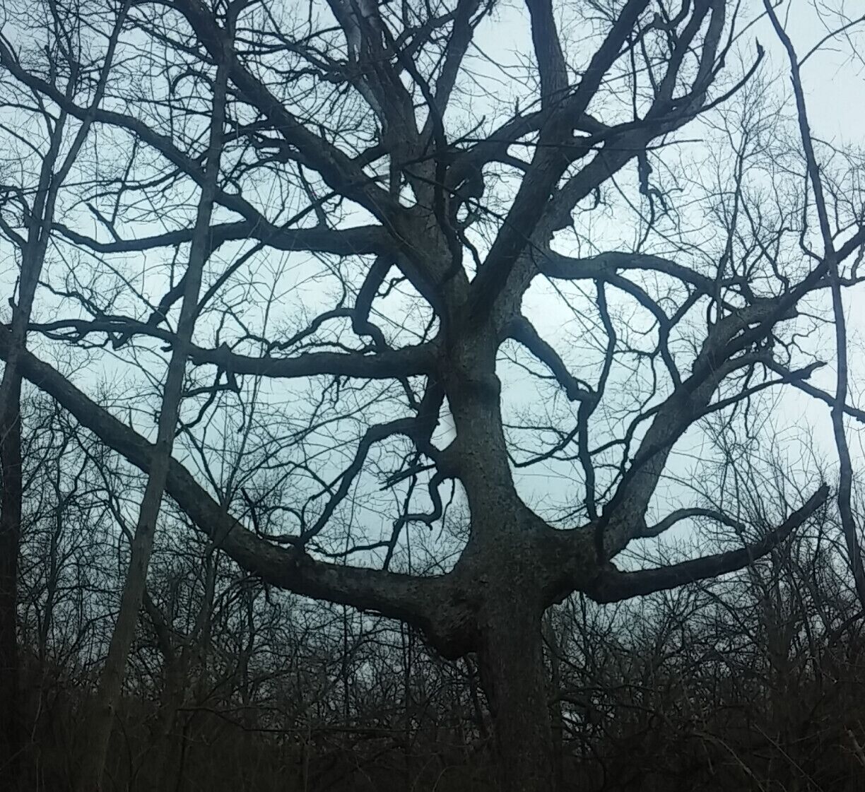 This uber-creepy tree is the centerpiece of this section of trail that has many twinning vines and other gangly trees reaching out to passers-by. The whole scene brings to mind a path that Washington Irving may have sent Ichabod Crane down. #treetrove