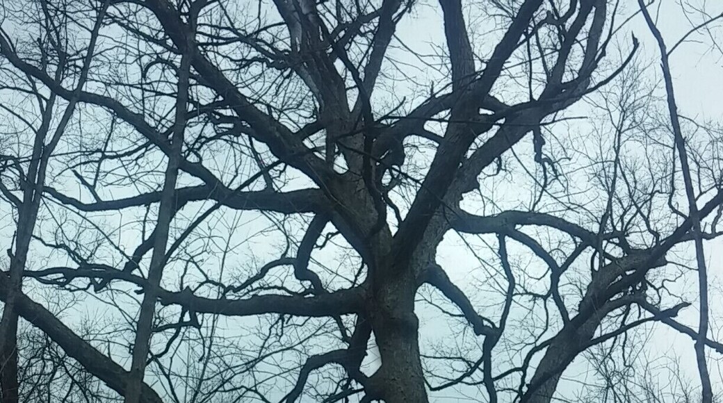 This uber-creepy tree is the centerpiece of this section of trail that has many twinning vines and other gangly trees reaching out to passers-by. The whole scene brings to mind a path that Washington Irving may have sent Ichabod Crane down. #treetrove