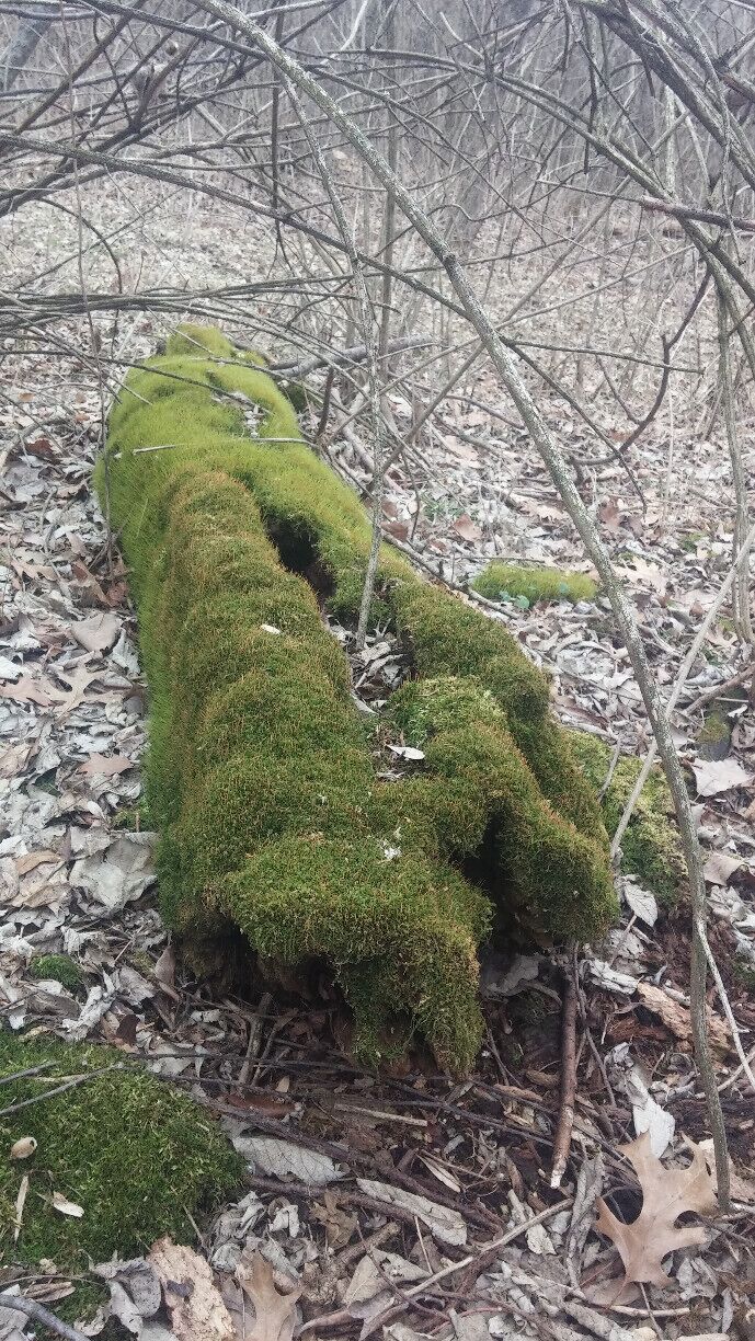 Not a single speck of this decaying log remains uncovered by this lush green moss, The term Tree-hugger would take on an entirely new dimension if all trees were this fuzzy.