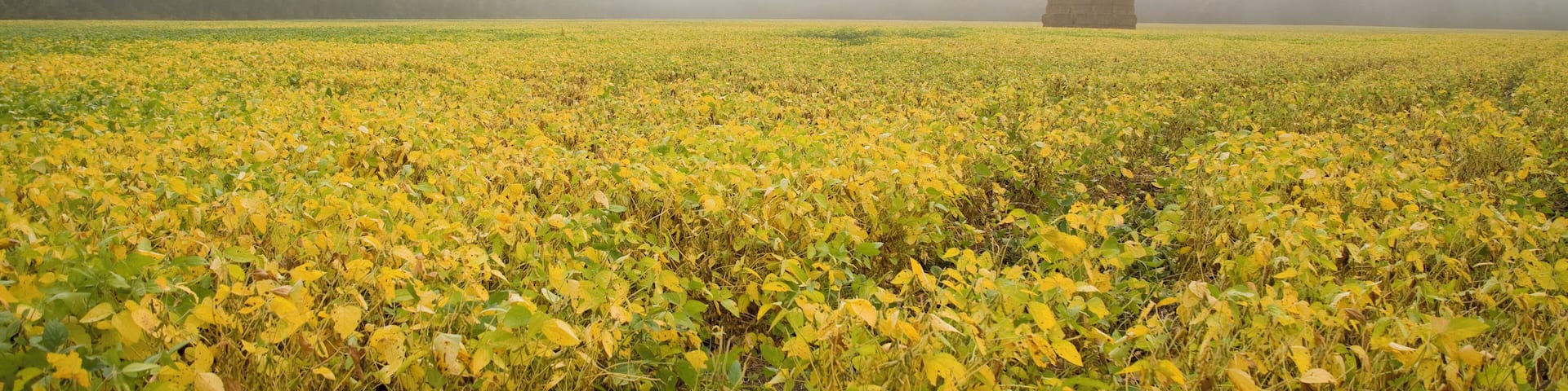 Morning fog over an Autumn soybean field with haystack.