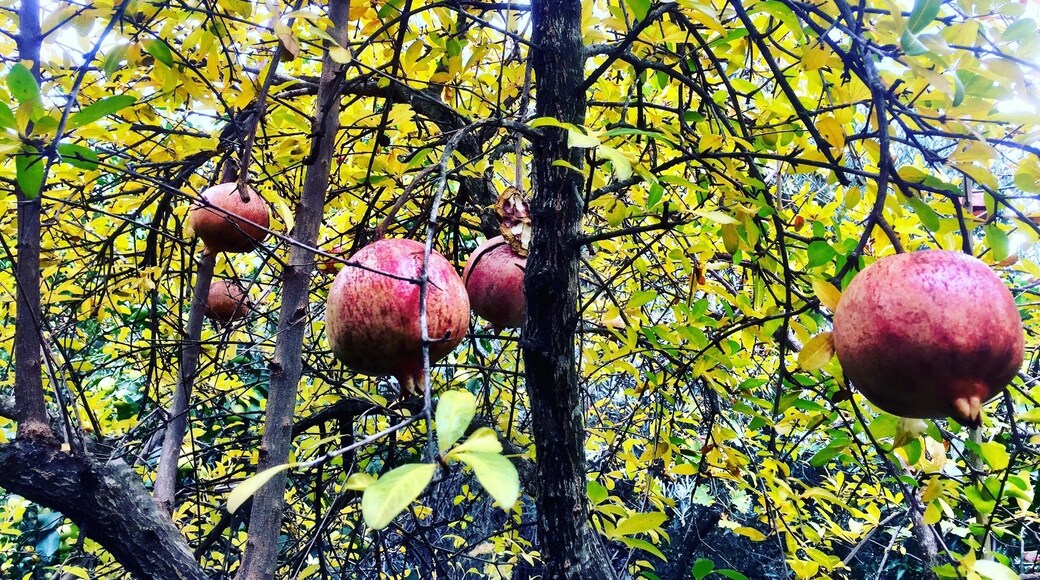 Pomegranate threes in autumn💚🍂🌿🍃🍁
