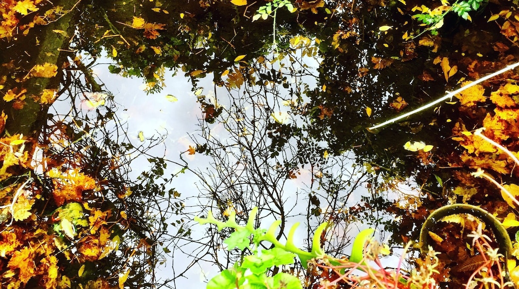 Autumn🍂🌿🍁🍃🍀🐾💚😍