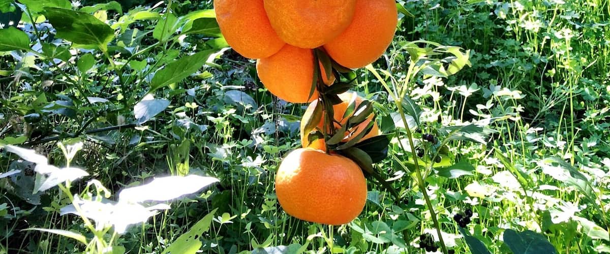 Bodrum's Mandalin; only grow here and very special taste and smell :))