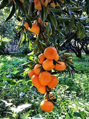 Bodrum's Mandalin; only grow here and very special taste and smell :))