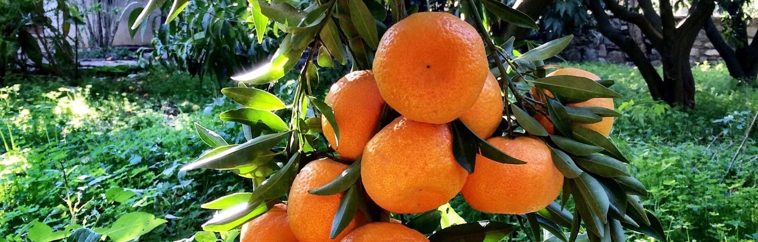 Bodrum's Mandalin; only grow here and very special taste and smell :))