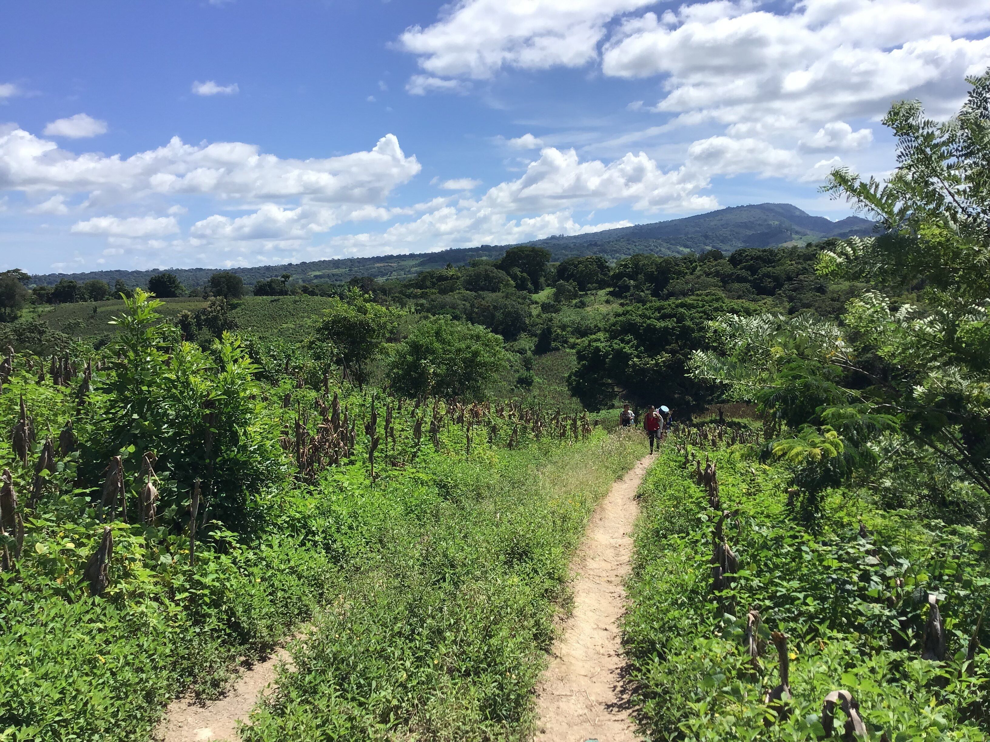 A dirt path through a vineyard with rows of grapevines and a mountain in the background.