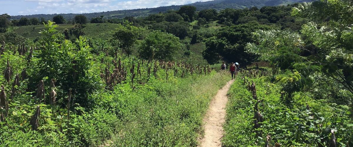 A dirt path through a vineyard with rows of grapevines and a mountain in the background.