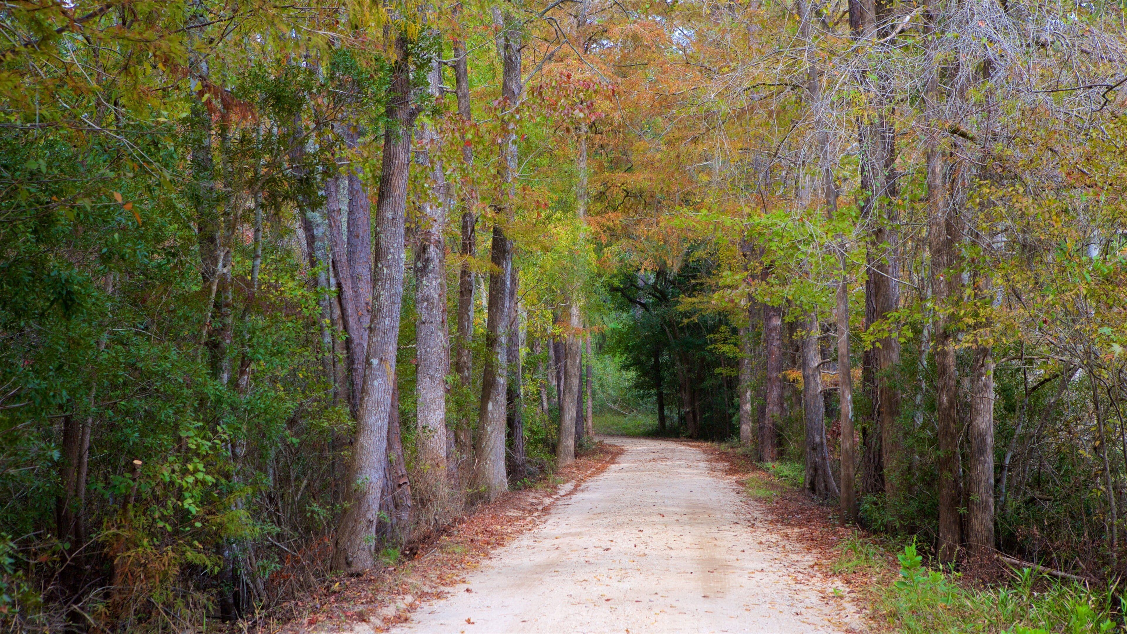 Georgetown which includes forest scenes