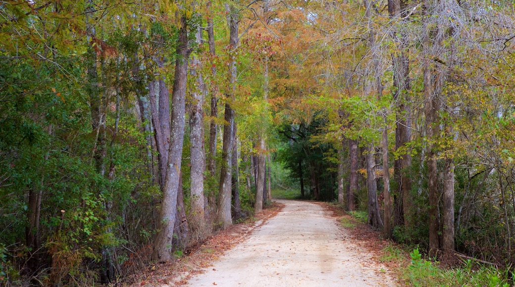 Georgetown which includes forest scenes