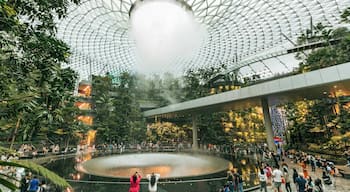 Jewel Changi Airport featuring interior views, a fountain and a garden