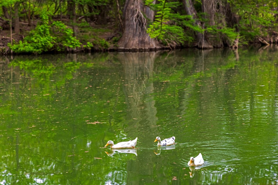 Three ducks swimming in a green pond surrounded by trees.