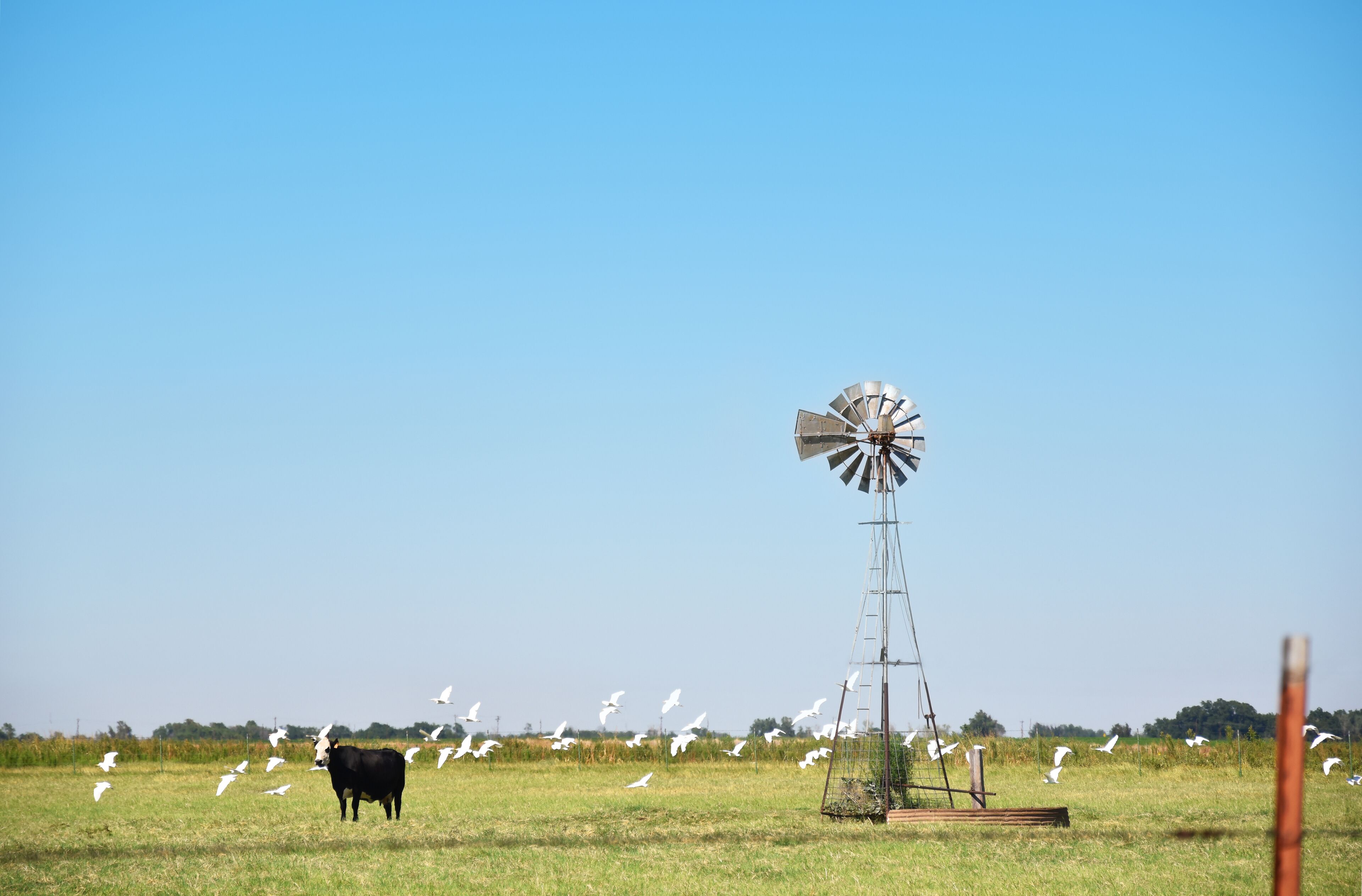 A windmill in a grassy field with a cow and seagulls.