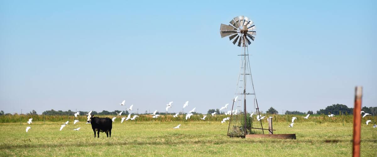 A windmill in a grassy field with a cow and seagulls.