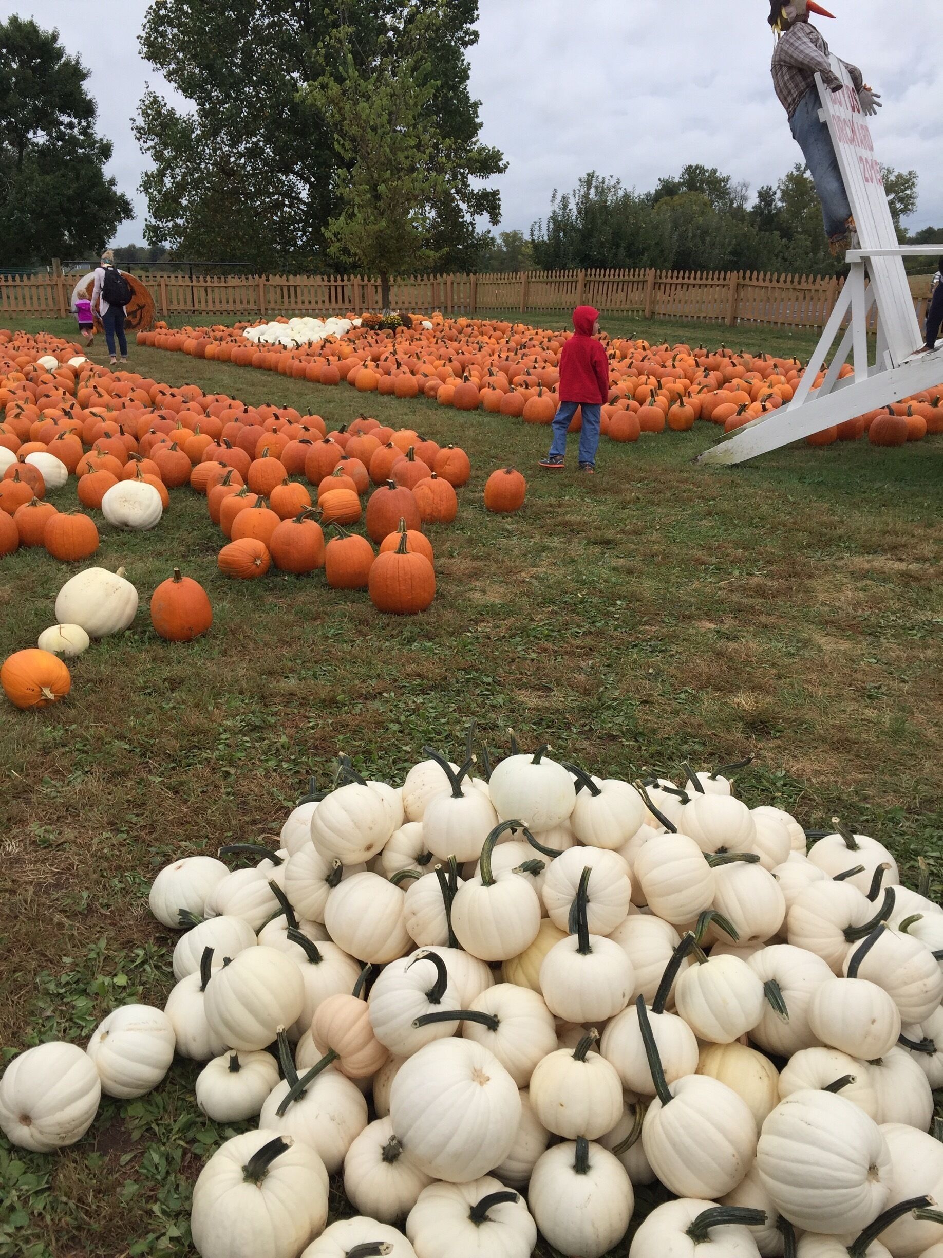 Fall is finally here. Look at all those pumpkins 🍁🍂🍂🎃