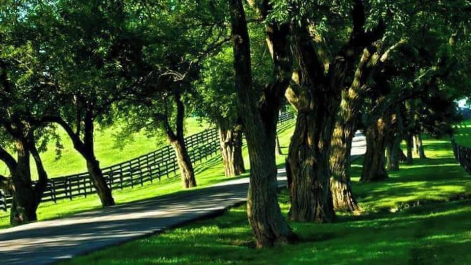 A pathway lined with large trees and a wooden fence.