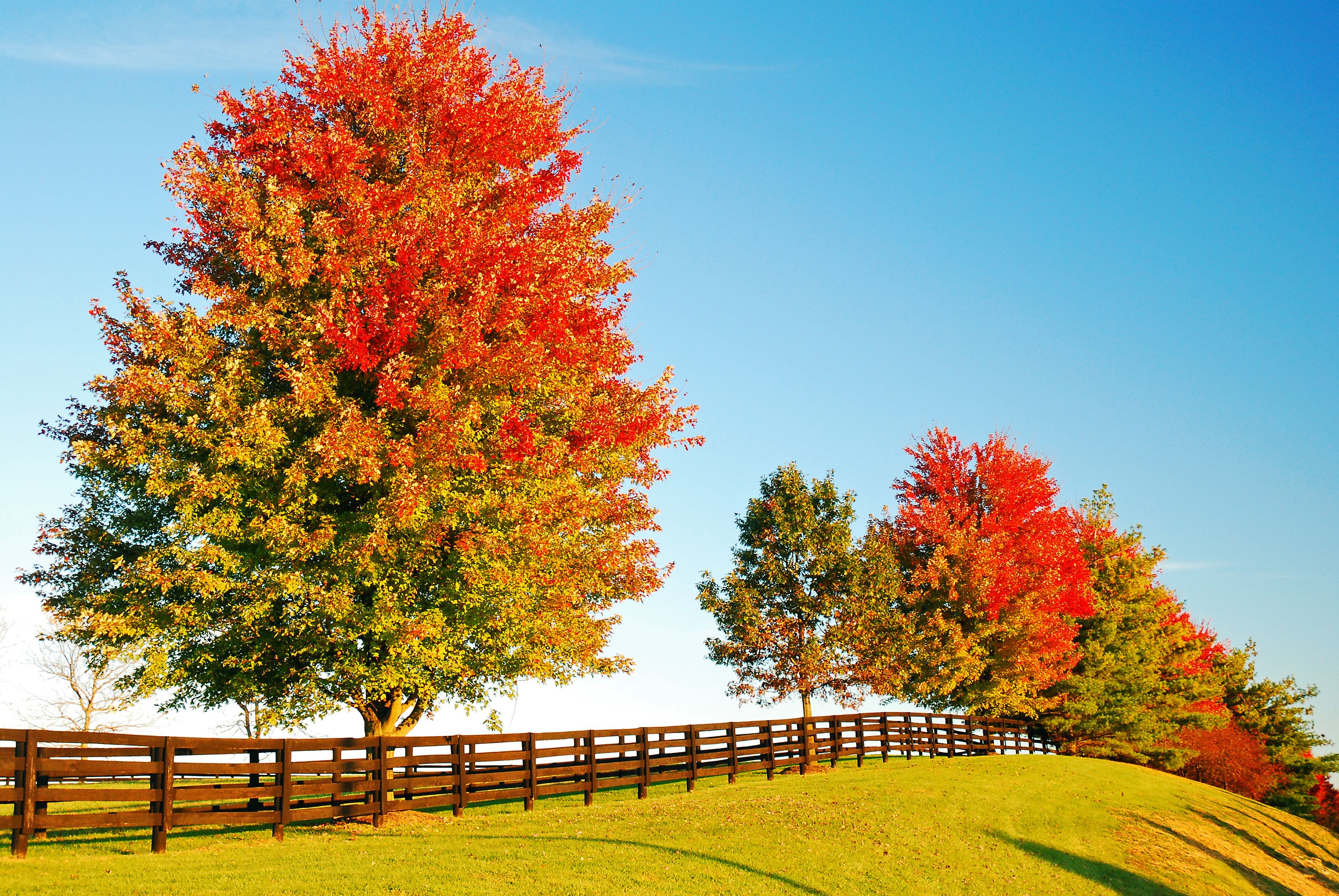 Autumn foliage trees line the boarder of a ranch and farm, turning a brilliant red and orange, on a sunny fall day