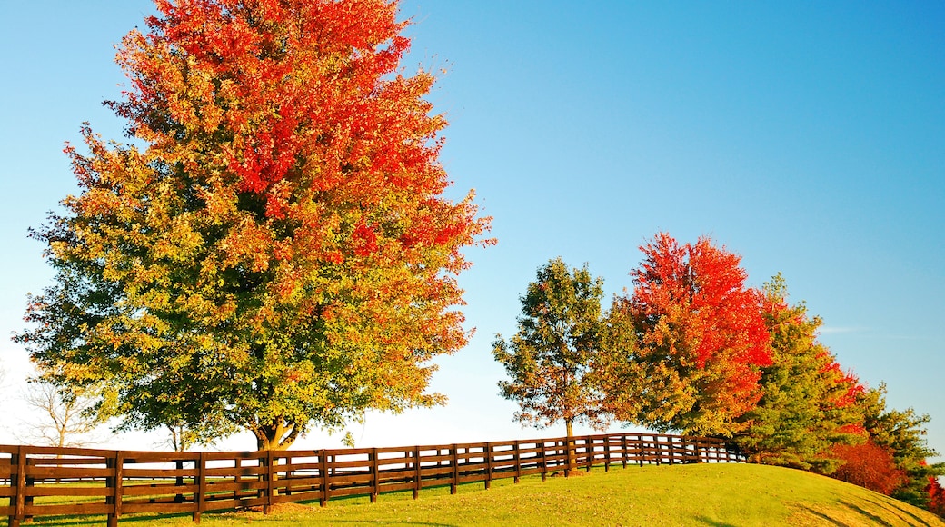 Autumn foliage trees line the boarder of a ranch and farm, turning a brilliant red and orange, on a sunny fall day