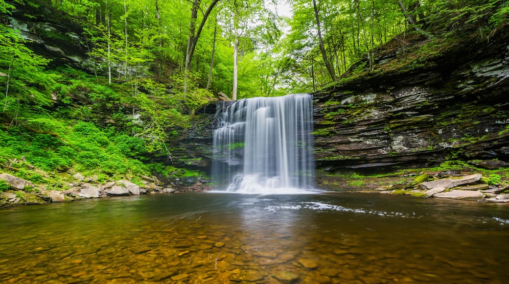 A waterfall in a forested area with clear water and surrounding greenery.