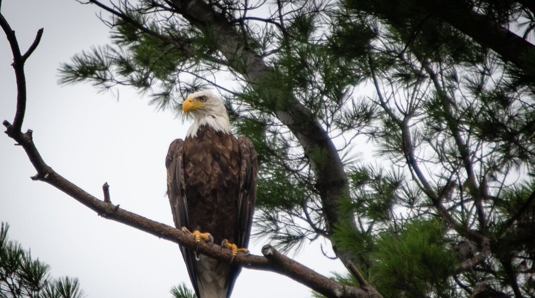 Photo taken from a kayak on gravel pond.