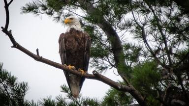 Photo taken from a kayak on gravel pond.