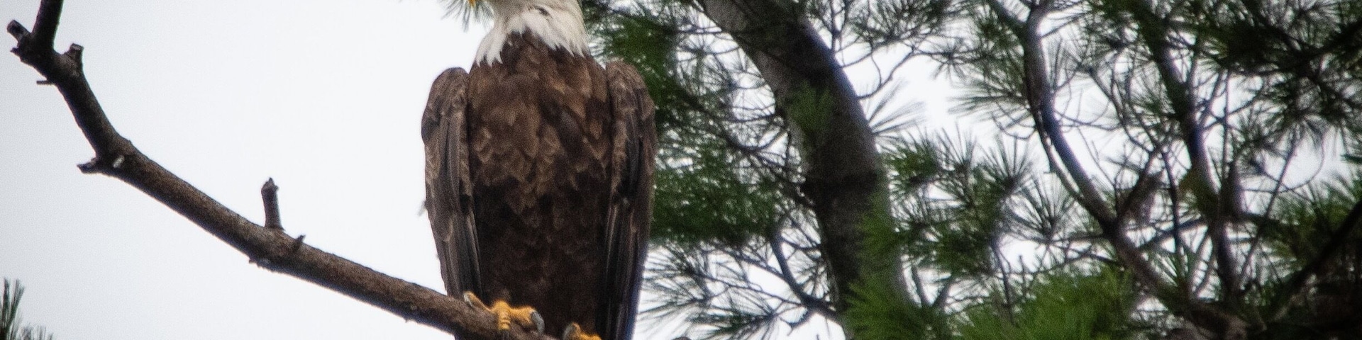 Photo taken from a kayak on gravel pond.
