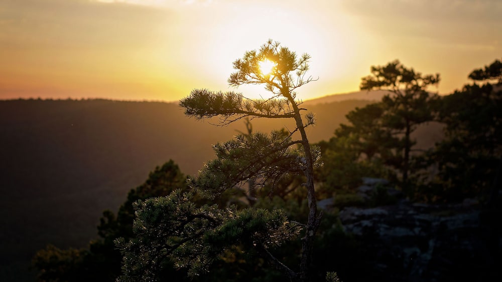 Sunset over a mountainous landscape with a silhouetted pine tree