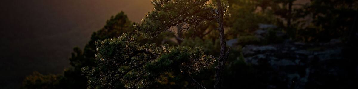 Sunset over a mountainous landscape with a silhouetted pine tree