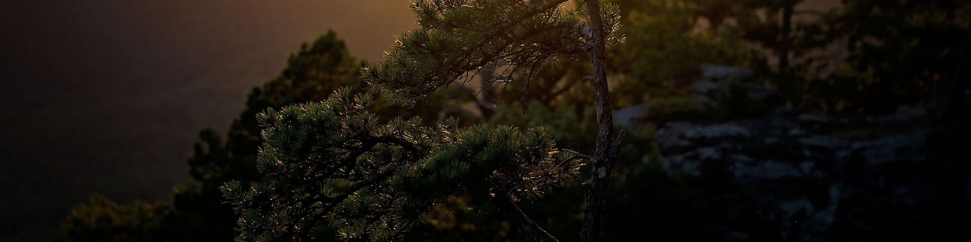 Sunset over a mountainous landscape with a silhouetted pine tree