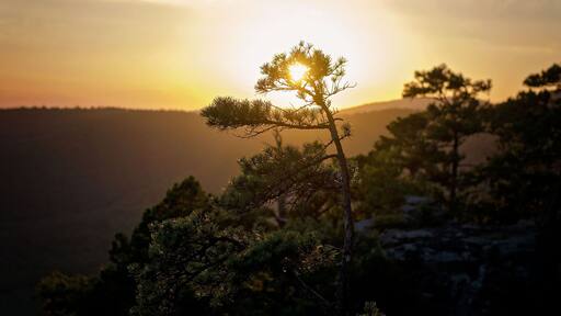 Sunset over a mountainous landscape with a silhouetted pine tree