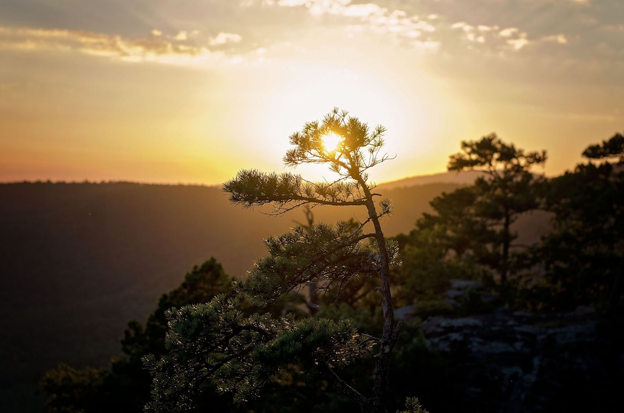 Sunset over a mountainous landscape with a silhouetted pine tree