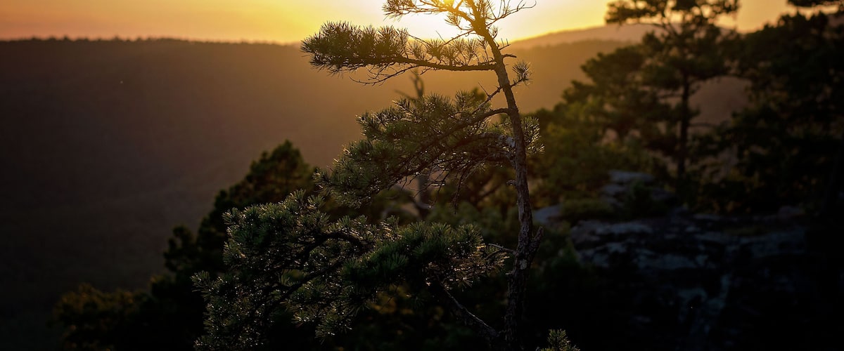 A sunset with a silhouette of a pine tree against a mountain backdrop.