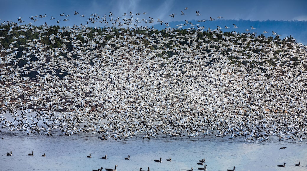 Migration of the snow geese