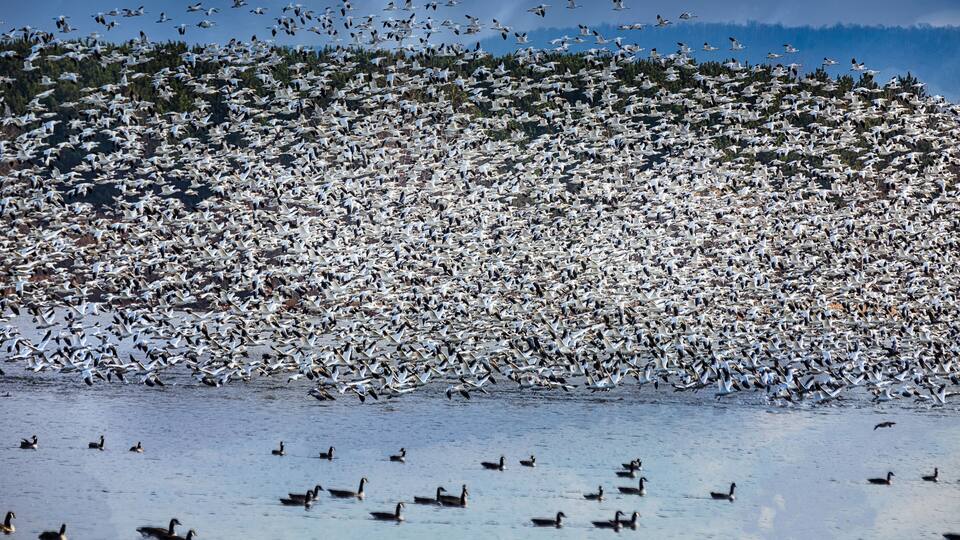 A large flock of birds over a body of water with a forested hill in the background.
