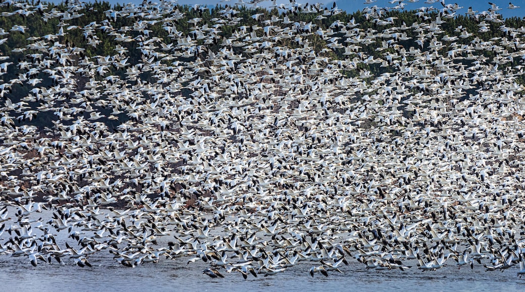 Migration of the snow geese
