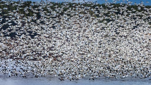 Migration of the snow geese