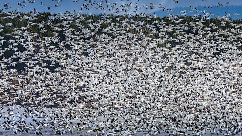 A large flock of birds flying over a body of water with a forested hillside in the background.