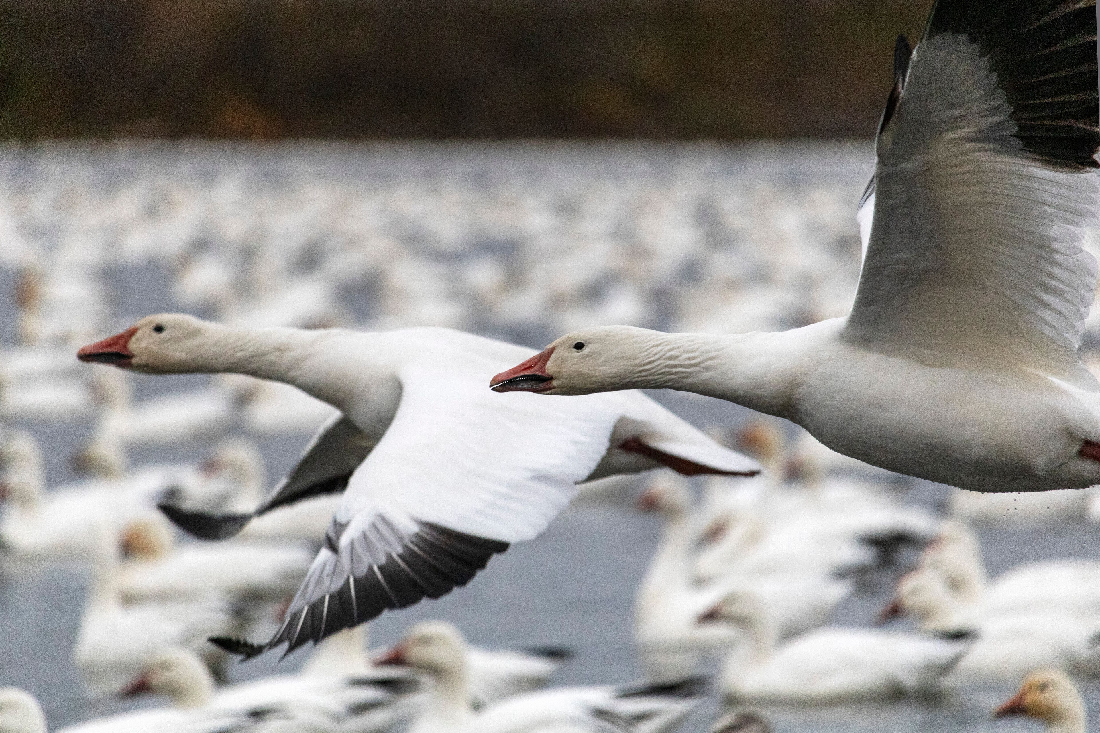 oie des neiges, migration Victoriaville, Réservoir Beaudet, Québec Canada snow goose
