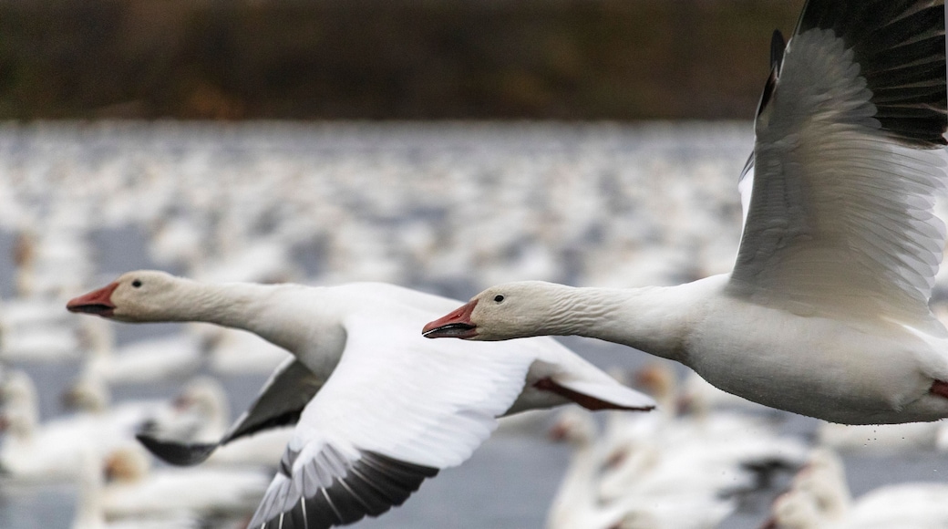 oie des neiges, migration Victoriaville, Réservoir Beaudet, Québec Canada snow goose