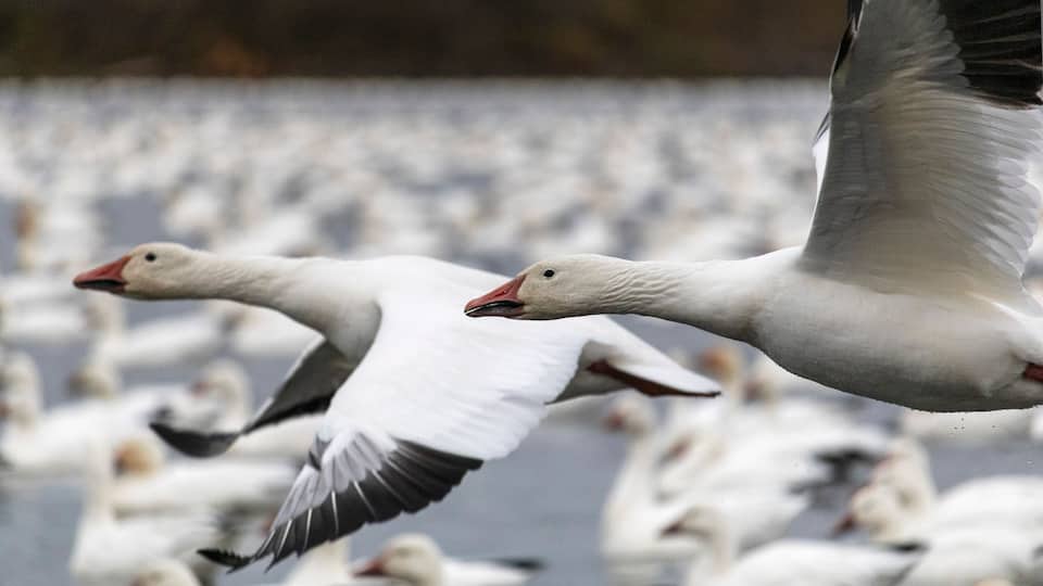 A flock of geese flying over a body of water.