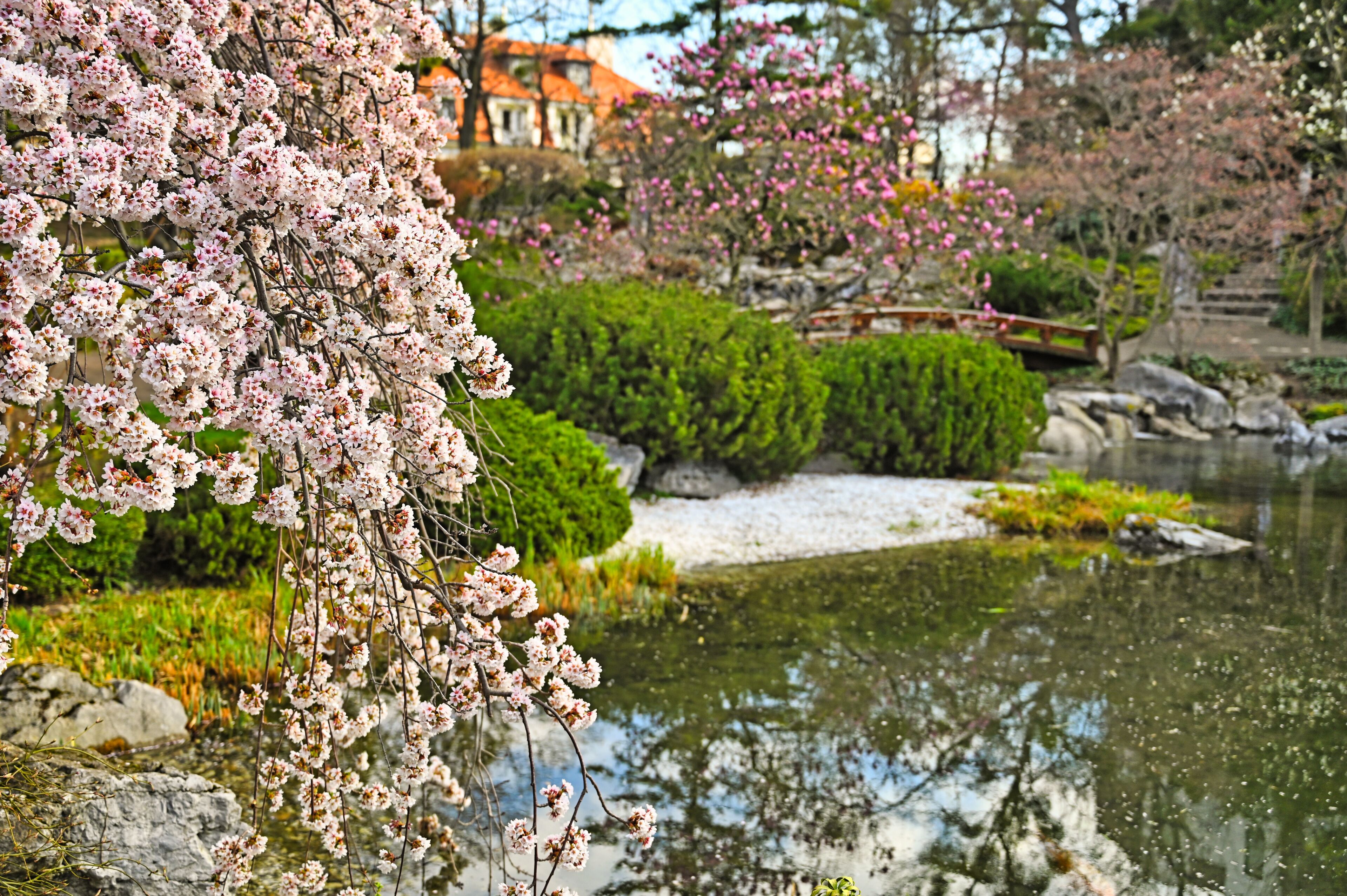 Blossoming tree and pond in Setagaya Park in Vienna at springtime