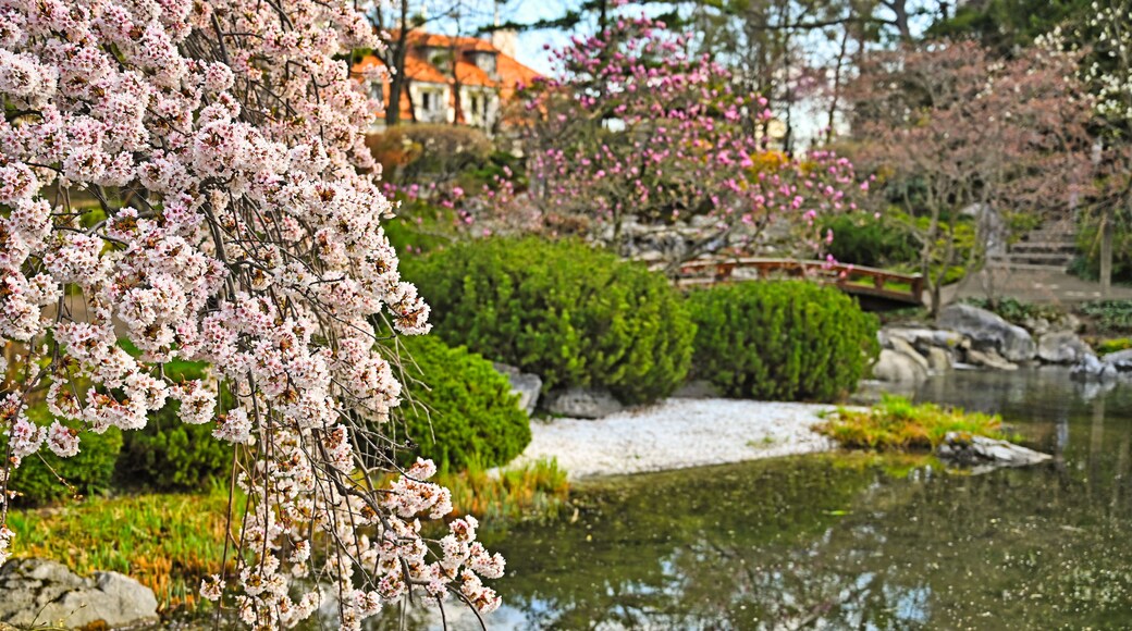 Blossoming tree and pond in Setagaya Park in Vienna at springtime