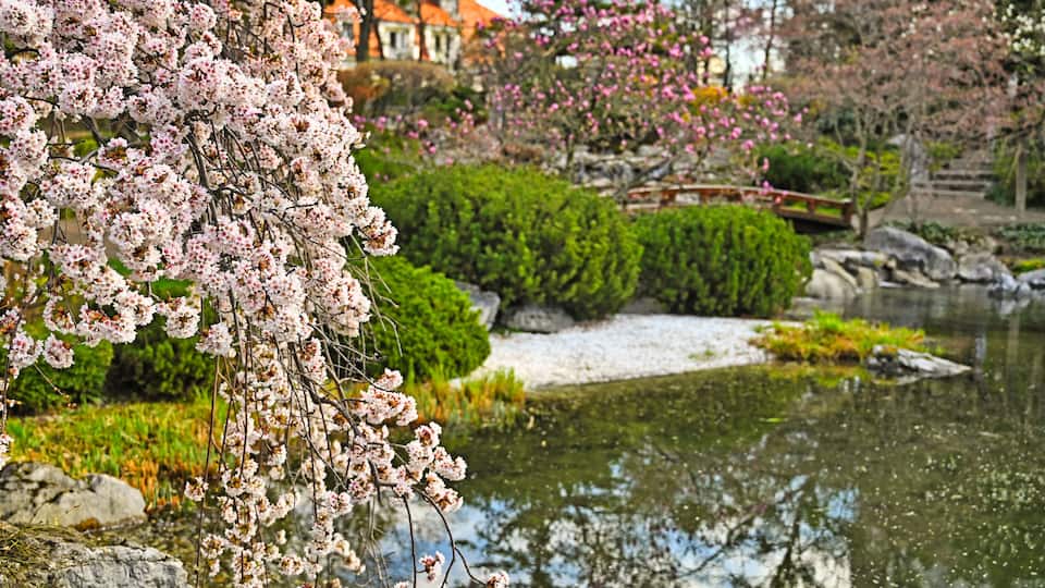 A cherry blossom tree in full bloom with a pond and a bridge in the background.