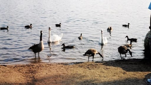Spy pond beach on the minuteman bike trail. Great spot for kids.