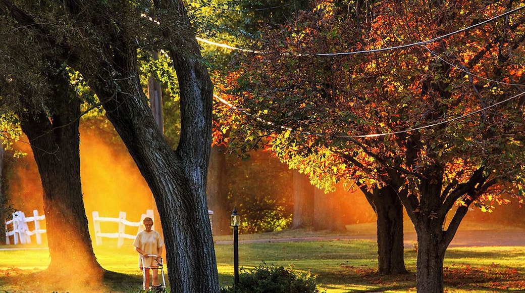 Autumn Orange Sunset Ray *Nature's Portraits Inspiration*
#MyBackyard
#Nature
#City
#Illinois
#Villa Park
#USA
#Chicago
#Sunrise
#Mist
#Tree
#Landscape
#Autumn
#Fall
How amazing if you can catch an orange sun ray created by combinations of dust, sunlight and autumn leafs color while a lady trimming lawn at her house front yard.
Villa Park is just one of the residential city where located not far away from Chicago, Illinois. However, this unique scene caught in the right place, right angle, right timing, right moment and right season.
This scene was a very rare and the beauty of "Nature", photo captured at Villa Park, Illinois USA during Autumn season.
Photo Licensed by iLOVEnature's Photography Inspiration l All rights reserved