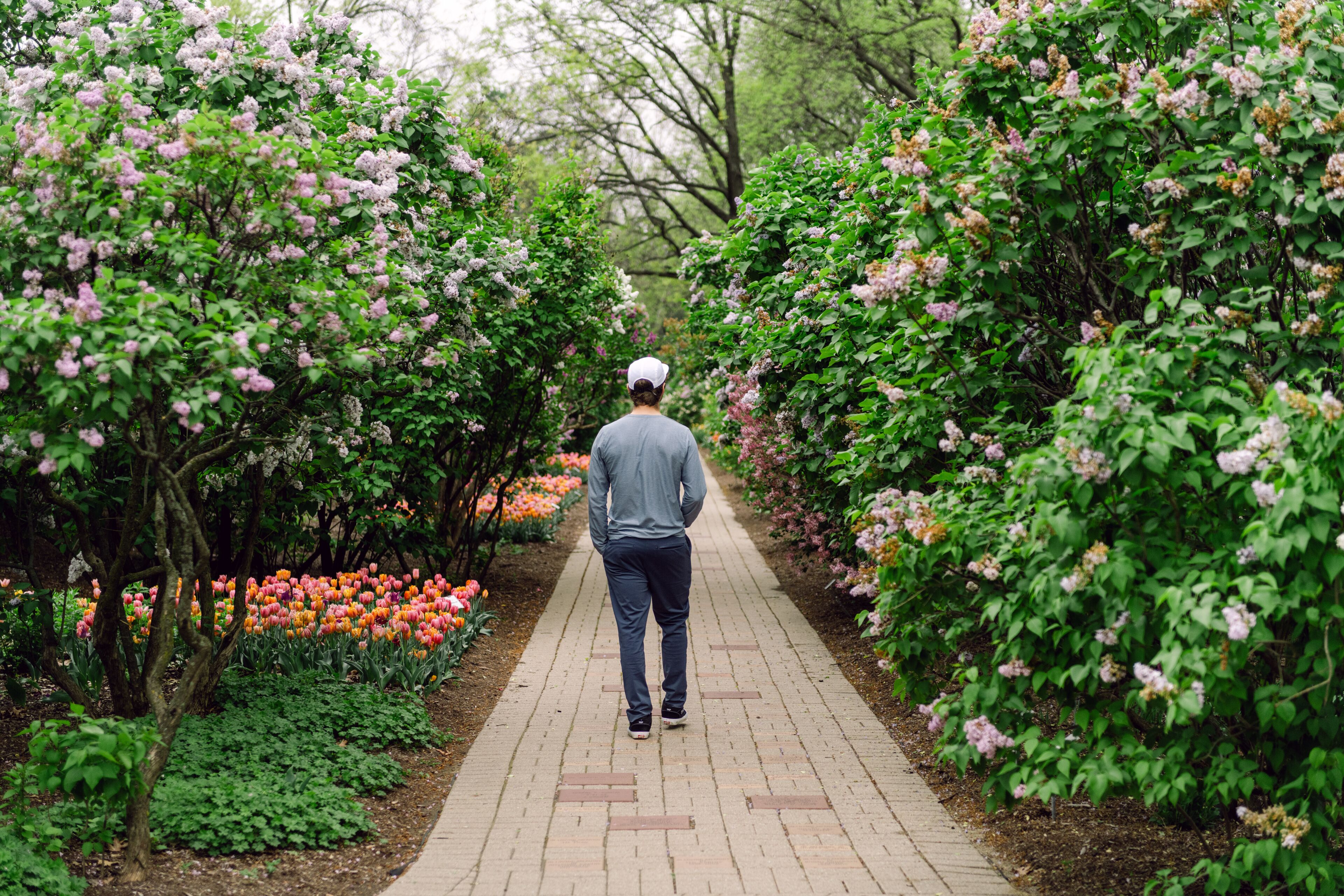 Man Walking Down a Brick Path in a Blooming Garden