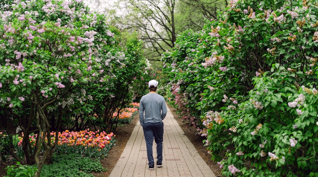Man Walking Down a Brick Path in a Blooming Garden